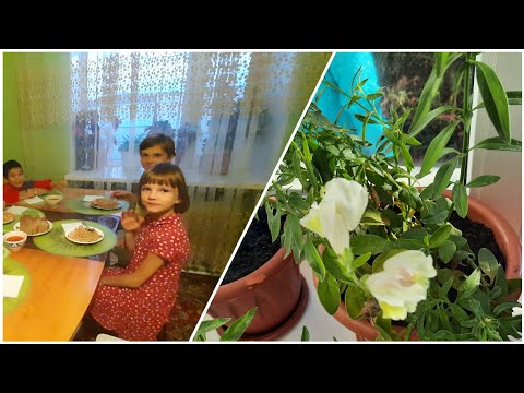 Видео: VLOG: Нигохубини гулхои хонаги⚘⚘🌺🌼🌷