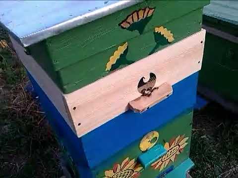 Видео: Объединение пчелиных семей осенью Тонкости процесса