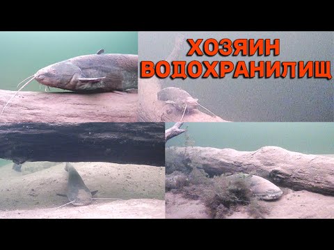 Видео: ГДЕ живёт СОМ ЗИМОЙ? НАРВАЛСЯ на СТОЯНКУ СОМОВ. ПОДВОДНАЯ СЪЕМКА МЕСТ ОБИТАНИЯ СОМА ЗИМОЙ