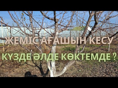 Видео: ЖЕМІС АҒАШЫН ҚАЙ КЕЗДЕ КЕСКЕН ДҰРЫС, күзде әлде көктемде. | Когда обрезать деревья| #бақ #garden