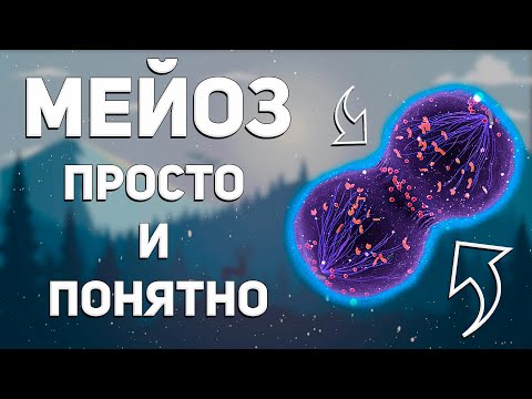 Видео: Мейоз - деление клетки | простое и понятное объяснение для ЕГЭ по биологии