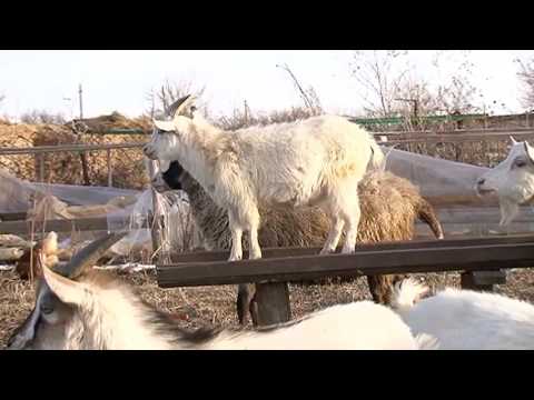 Видео: Оспа овец шагает по уссурийской земле