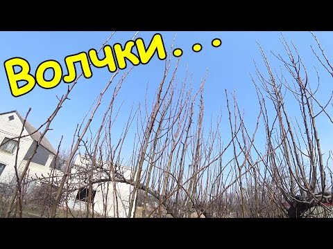 Видео: Правильная обрезка ВОЛЧКОВ. Дерево гонит много жировиков/волчков, что с ними делать.