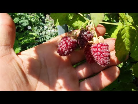 Видео: Ежемалина  Бойсенберри.Самый честный обзор.  Вкусная ягода для дома и для дачи!