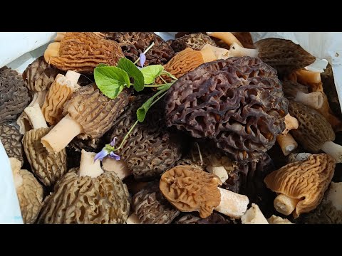 Видео: В пошуках зморшків. Зморшкова шапинка. Зморшок конічний. Приготування грибів.