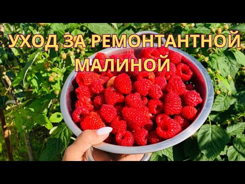 Видео: Ремонтантная малина, обрезка, подкормки, уход