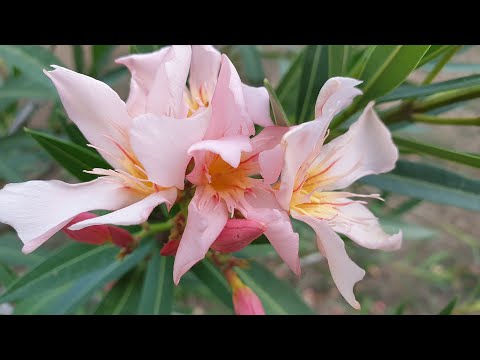 Видео: Распространение олеандра (Nerium Oleander)