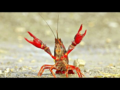 Видео: ЛОВЛЯ РАКОВ В КОНЦЕ НОЯБРЯ! ЭФФЕКТИВНАЯ ПРИМАНКА ТВОРИТ ЧУДЕСА! ПРОВЕРКА КИТАЙСКОЙ РАКОЛОВКИ!