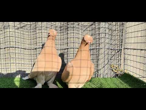 Видео: Турецкая такла Шампань 