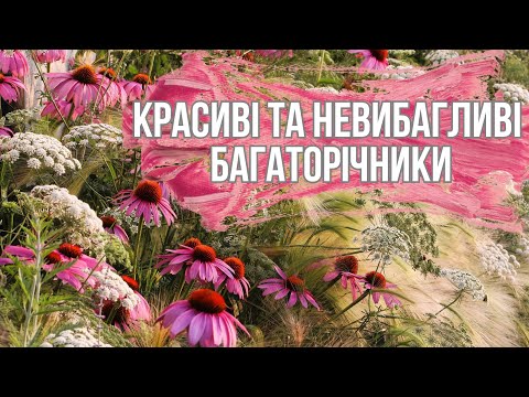 Видео: Невибагливі та красиві багаторічні рослини, які підійдуть кожному