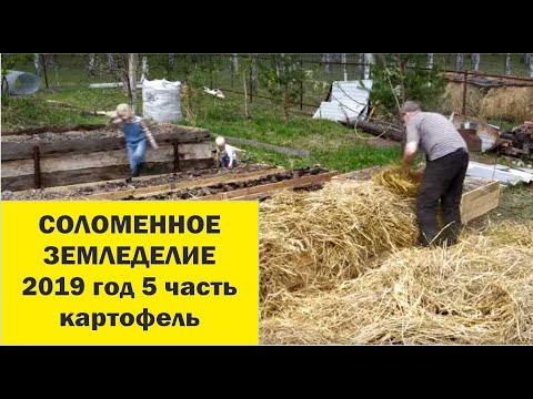 Видео: Соломенное земледелие 2019-5 Посадка картофеля. //Живая Баня Иван Бояринцев