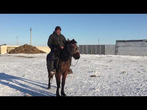 Видео: Жорга жас тай диды ким биледы айтып жыберындер болысып