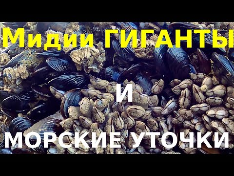 Видео: МИДИИ-ГИГАНТЫ И МОРСКИЕ УТОЧКИ!!! В ПОИСКЕ НЕИЗВЕСТНОГО ДЕЛИКАТЕСА!!! США - ТИХИЙ ОКЕАН!