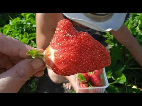 Видео: ЛЮЧИЯ, САНДРА, АЛЬБА, АЗИЯ. Первые сборы в этом сезоне.