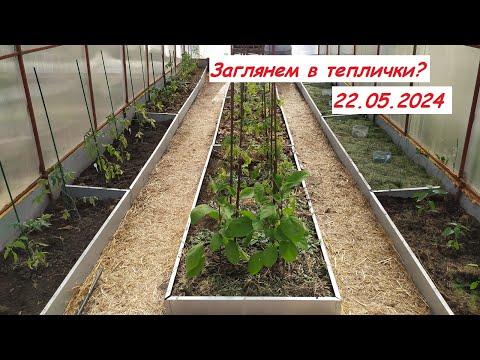 Видео: Заглянем в теплички?