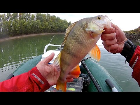 Видео: Море окуня на отводной поводок