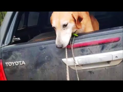 Видео: НАГОНКА. Русские гончие Цезарь и Проворный вл. Цван В.М.