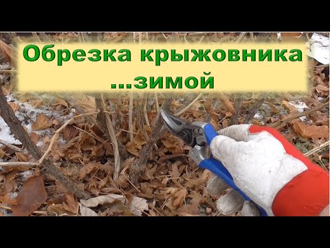 Видео: Обрезка крыжовника зимой