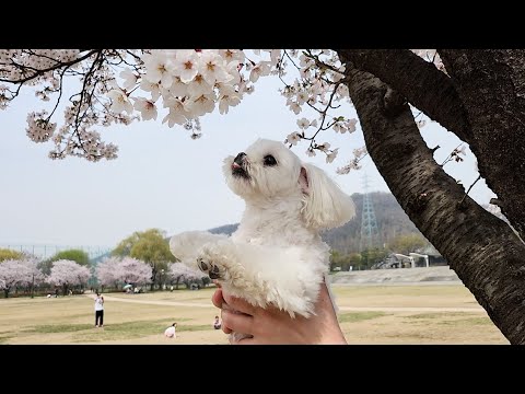 Видео: Причина, по которой я должен прямо сейчас отправиться на прогулку с собакой