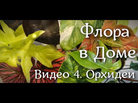 Видео: Видео 4. Орхидеи