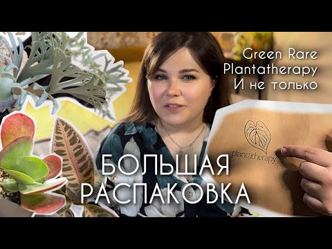 Видео: Новинки растений из Тайской закупки и не только: ардизии, плацицериум, Стефания