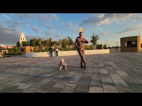 Видео: Танец Бачата [ Dance Bachata ] #9167