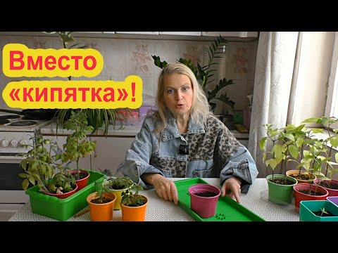 Видео: Этот способ лучше "посева в кипяток"!