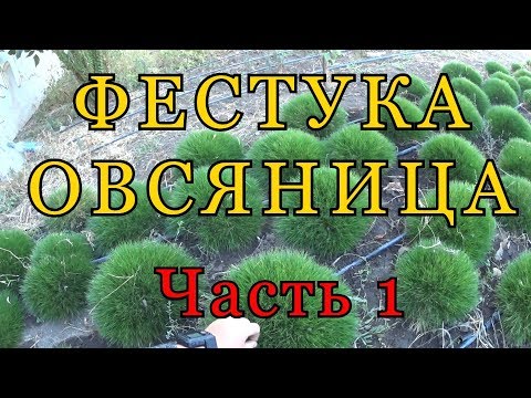 Видео: ФЕСТУКА ( ОВСЯНИЦА ) - Разведение. Часть 1.