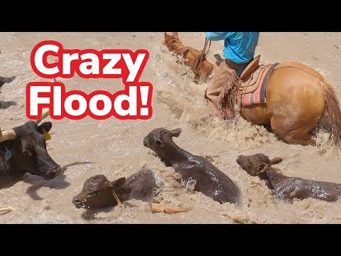 Видео: Наступил прилив...