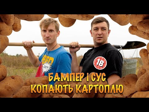 Видео: Бампер і Сус копають картоплю