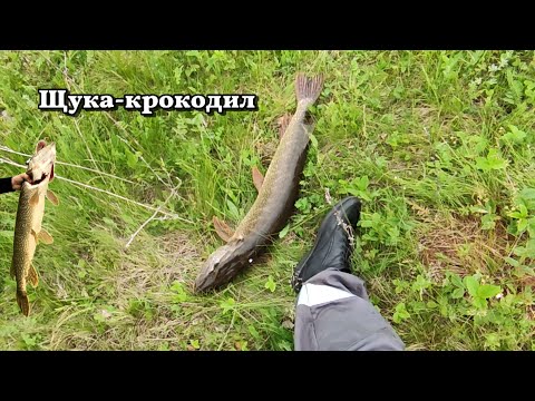 Видео: ЩУКА-крокодил😳. Да сколько же их здесь?