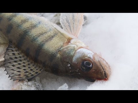 Видео: Зимняя ловля судака на Куйбышевском водохранилище