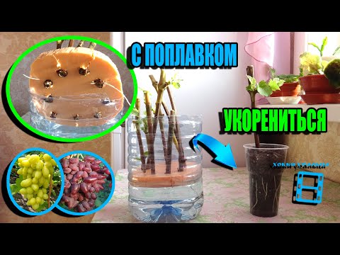 Видео: ПОПЛАВОК НА ВОДЕ - НАДЕЖНЫЙ СПОСОБ УКОРЕНЕНИЯ ЧЕРЕНКОВ ВИНОГРАДА. СЕВЕРНЫЙ ВИНОГРАДНИК 23-8