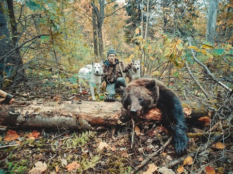 Видео: Охота на медведя с лайками в тайге Южного Урала