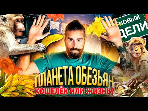 Видео: Индия, Дели. Планета обезьян