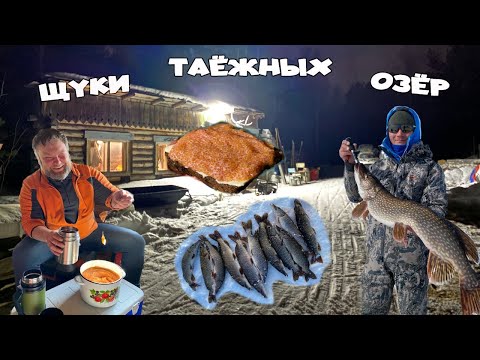 Видео: Щуки таёжных озер | Томская область | Щука на жерлицы в тайге