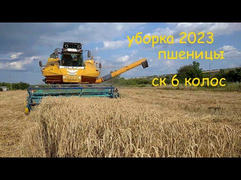 Видео: уборка пшеницы ск 6 колос 2023