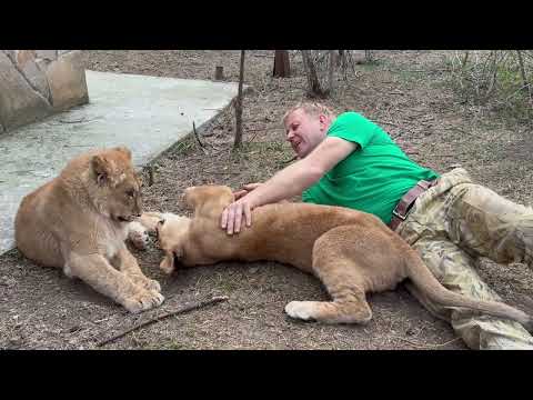 Видео: Эта львица бегает за Олегом Зубковым как привязанная)))