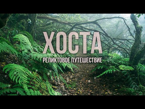 Видео: Тисо-самшитовая роща. Хоста. Сочи. Идеальный маршрут выходного дня