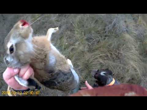 Видео: Открытие охоты на зайца. 2022-2023.