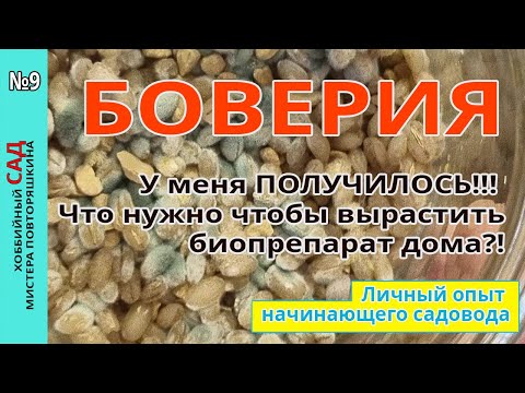 Видео: #Боверия. У меня ПОЛУЧИЛОСЬ!!! Что нужно чтобы вырастить биопрепарат дома?!