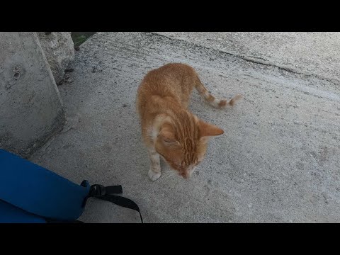 Видео: АЛБАНИЯ!!!Ловлю Желтого полосатика и кормлю котяру!!!Албания горит так же как и Турция!!!!