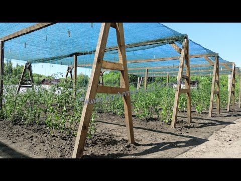 Видео: Томаты на 5 июня Чем кормлю и что положила в лунки при высадке