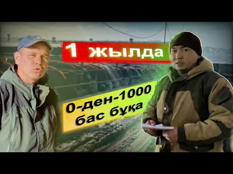 Видео: 1 жалда 0-ден 1000 бас бұқаға дейін бордақылаған қожалықтың сыры