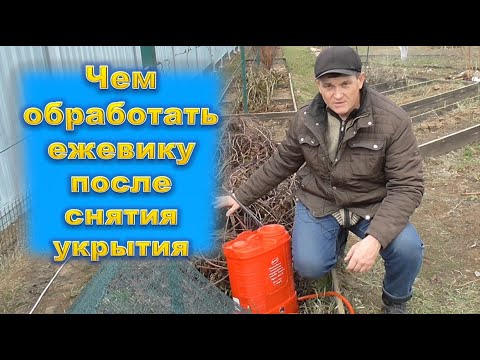 Видео: Первая обработка ежевики после снятия укрытия