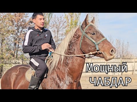 Видео: ЧАБДАР ЗОР АТ ЭКЕН