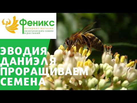 Видео: Эводия Даниэля или Пчелиное дерево - проращиваю семена