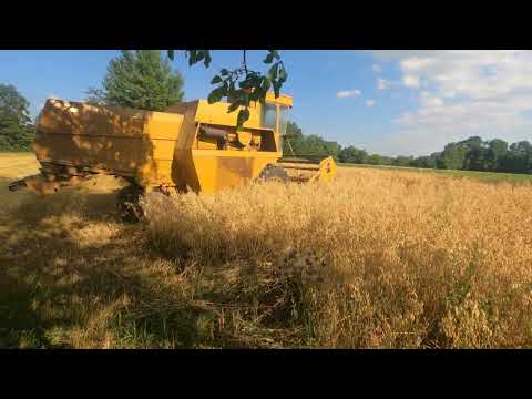 Видео: Сампо 500, молотимо овес на городі   )))