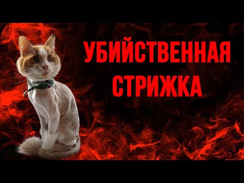 Видео: Почему нельзя стричь кошек
