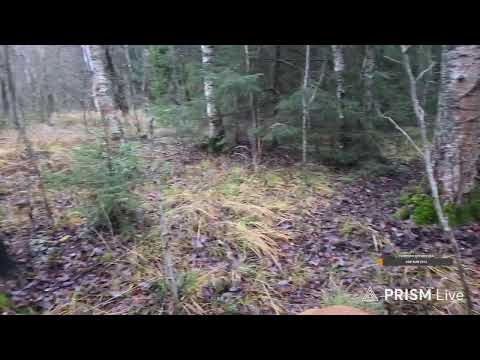 Видео: Yoll добрый стрим. Прогулка в лес